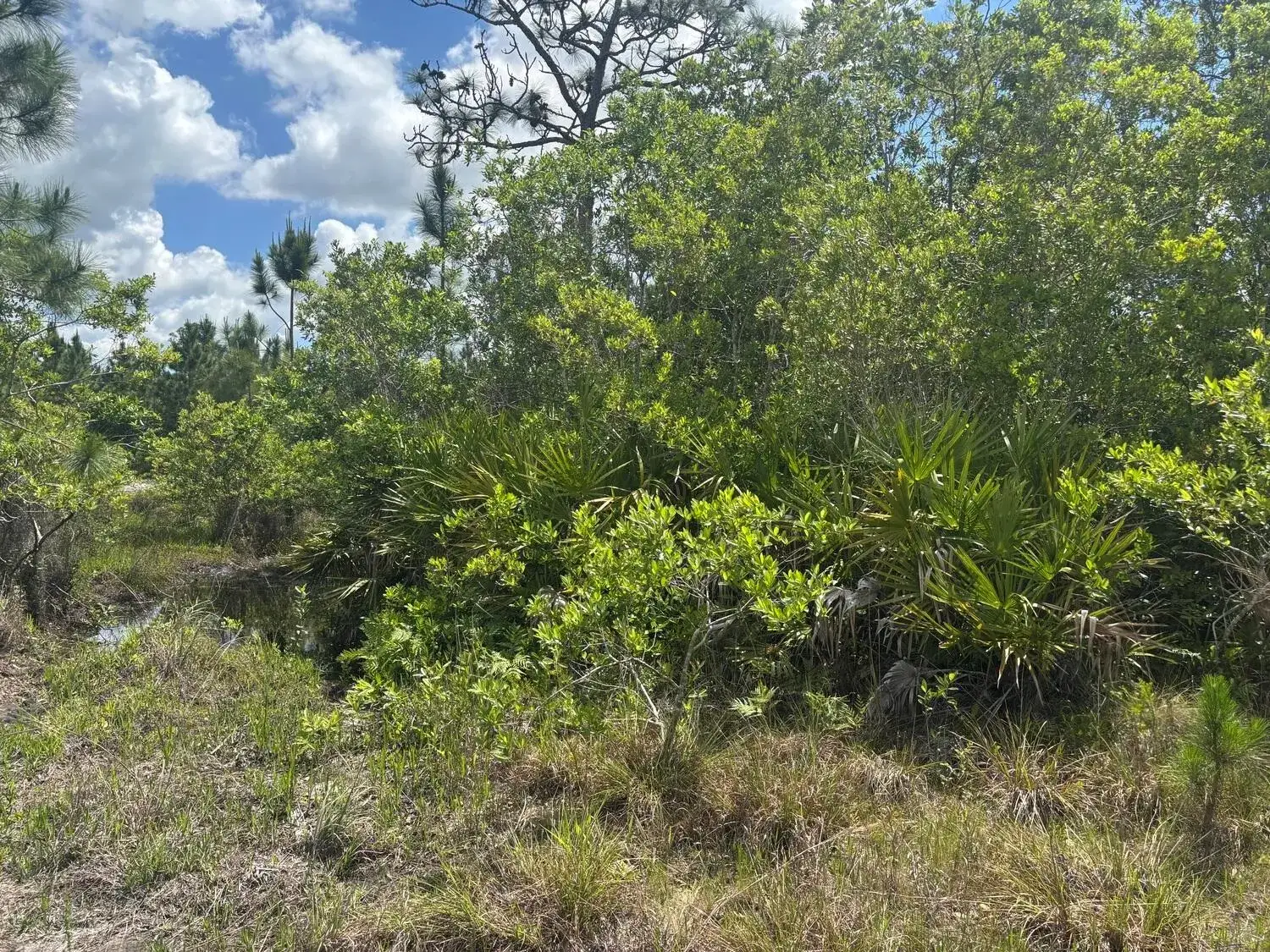 Commercial Land for sale at 0 Holopaw Groves Road, FL 34772