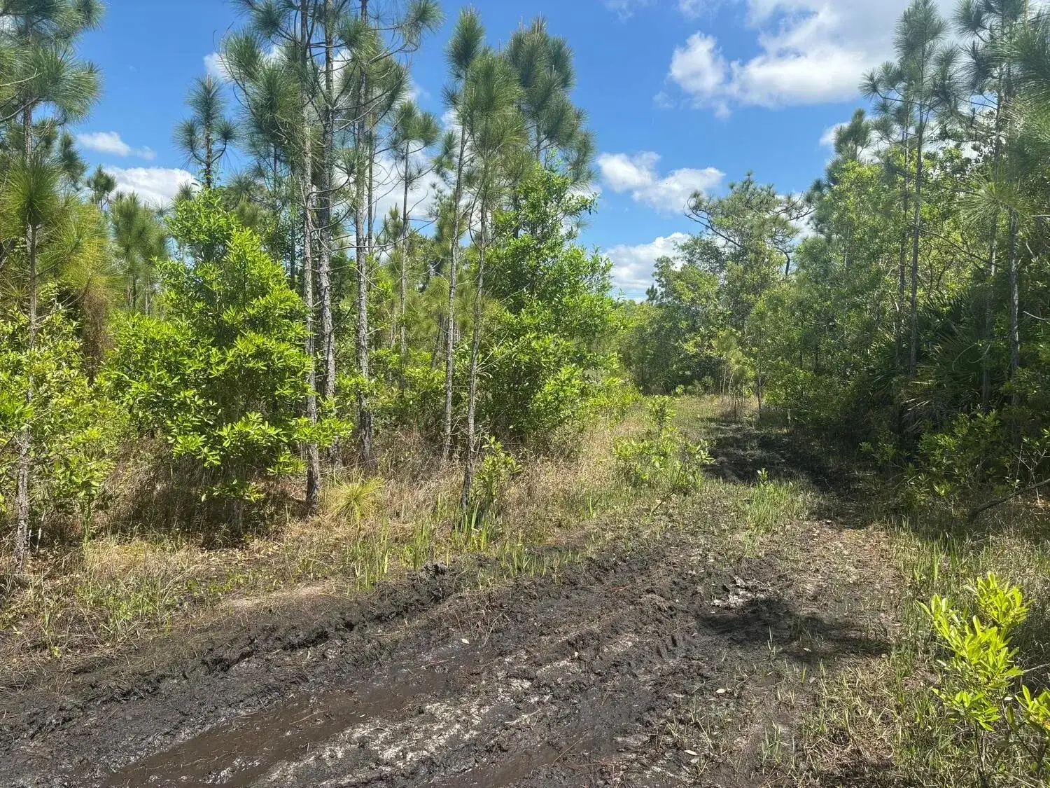 Commercial Land for sale at 0 Holopaw Groves Road, FL 34772