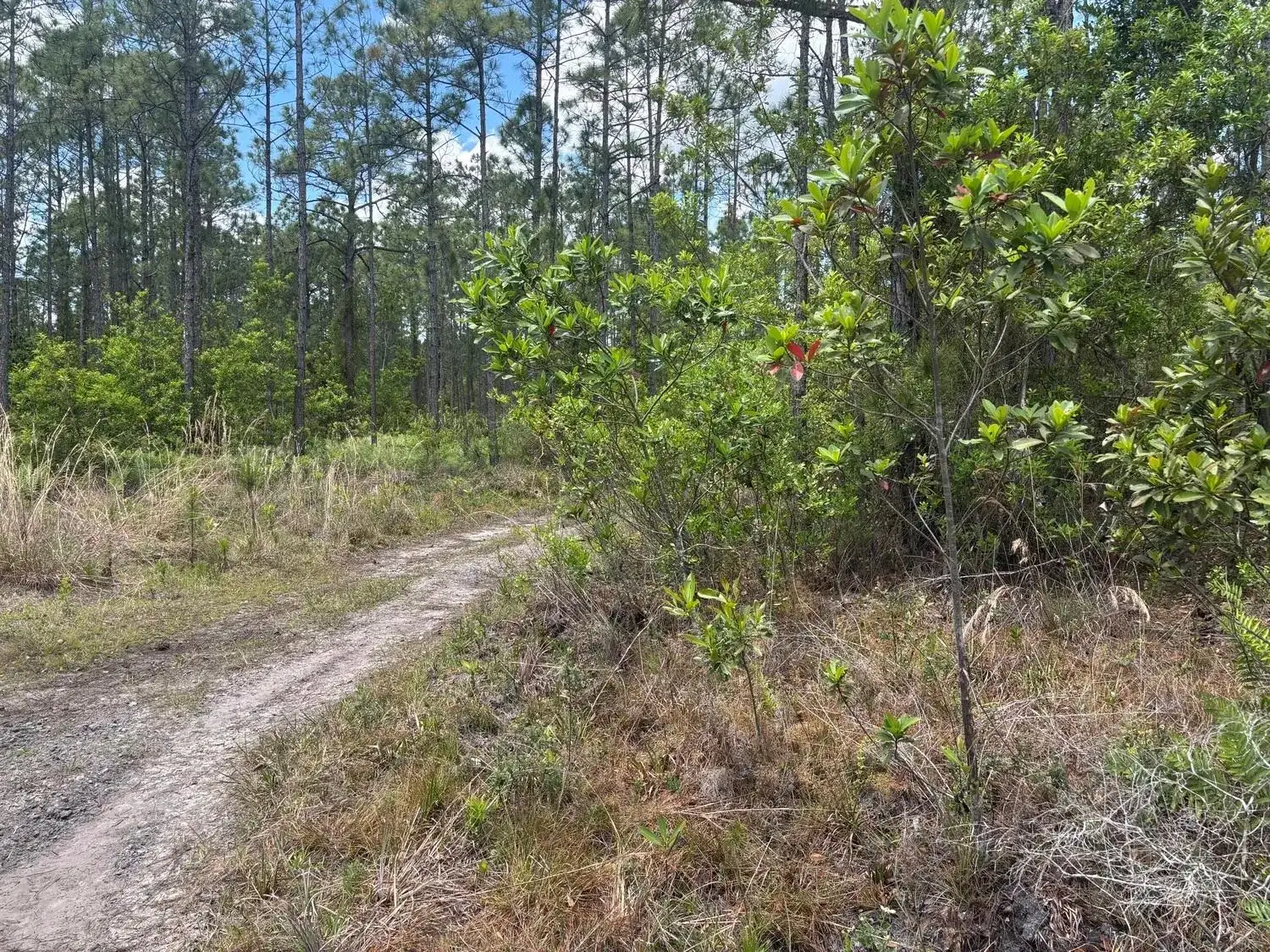 Commercial Land for sale at 0 Holopaw Groves Road, FL 34772