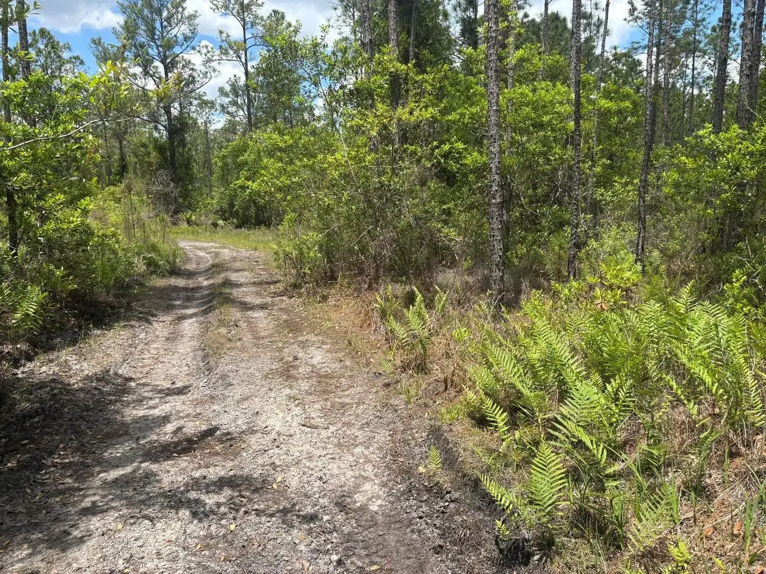 Commercial Land for sale at 0 Holopaw Groves Road, FL 34772