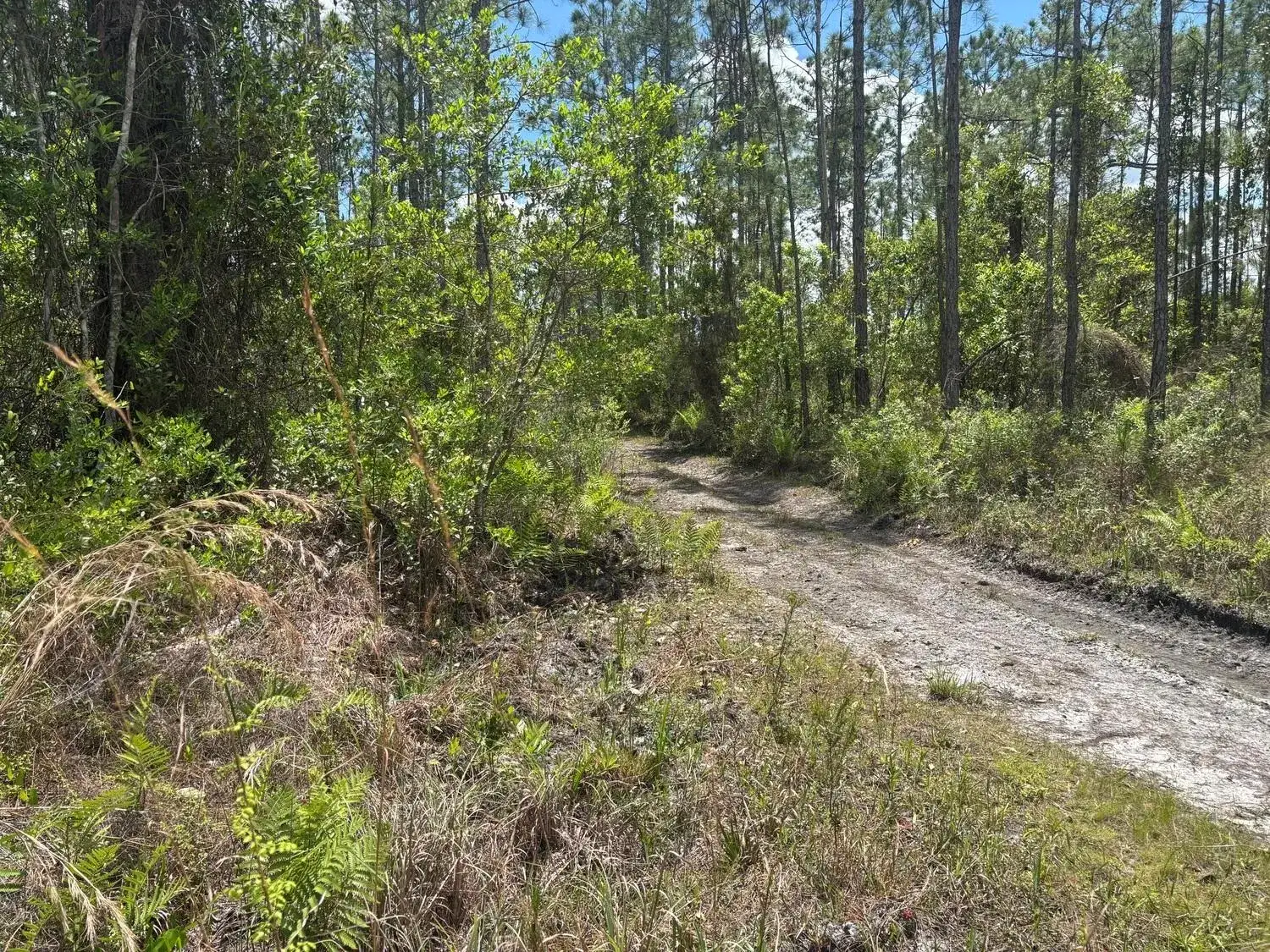 Commercial Land for sale at 0 Holopaw Groves Road, FL 34772