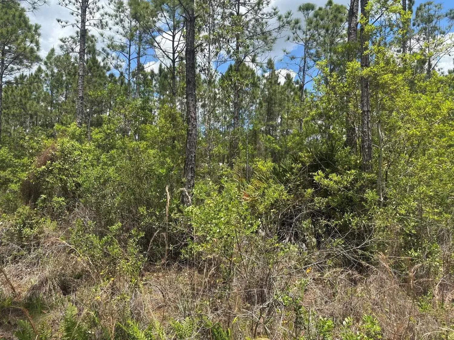 Commercial Land for sale at 0 Holopaw Groves Road, FL 34772