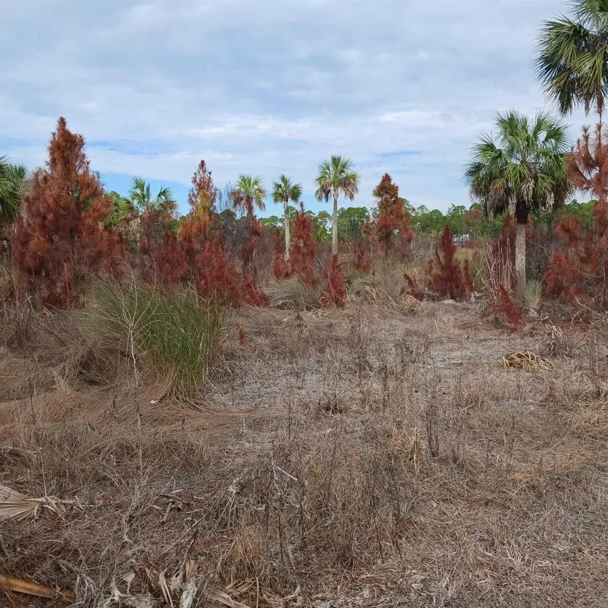 Commercial Land for sale at 0 SW 153rd Terrace, FL 32625