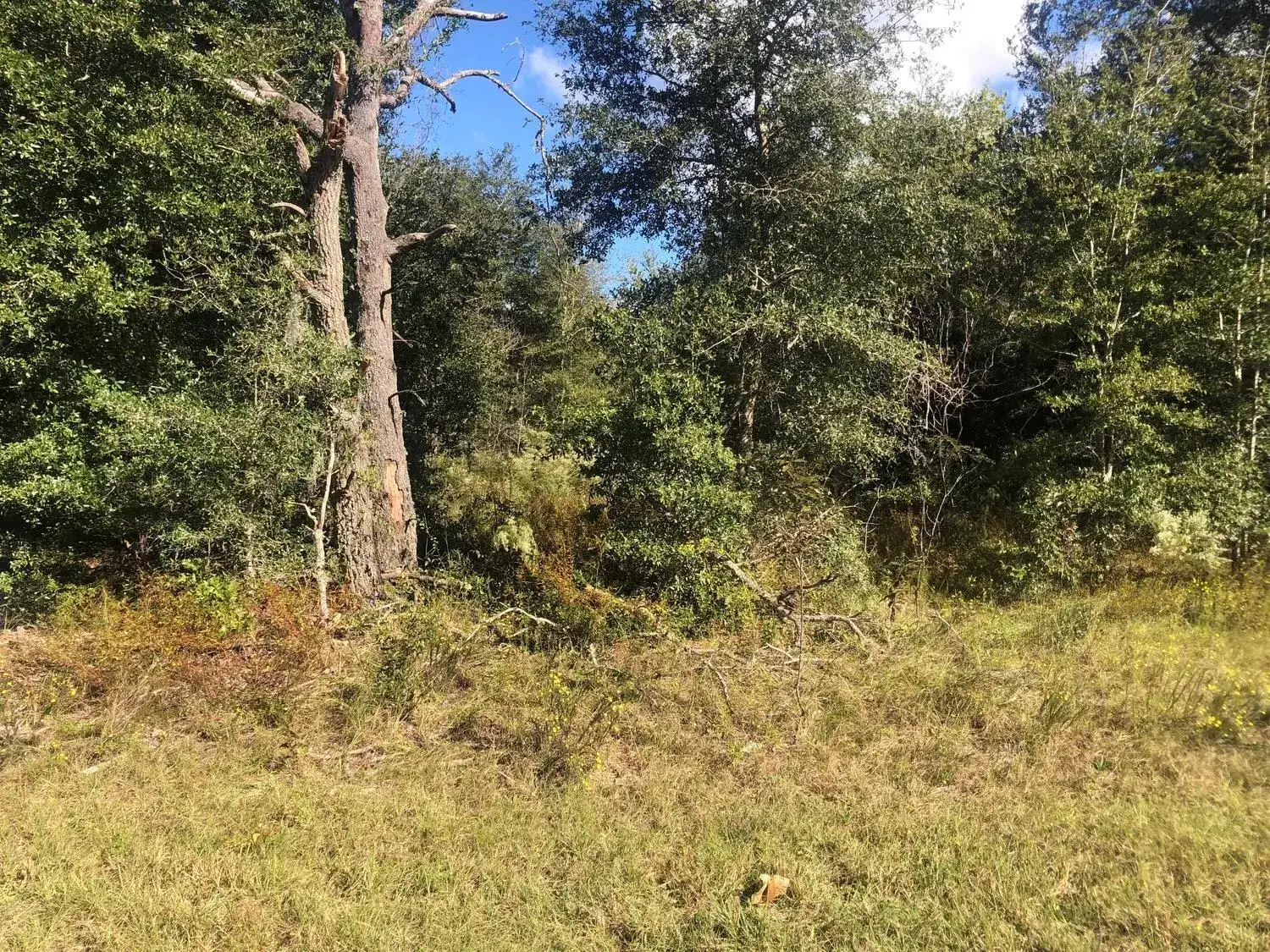 Land/Boat Docks for sale at 0 Dawn Avenue, FL 32148