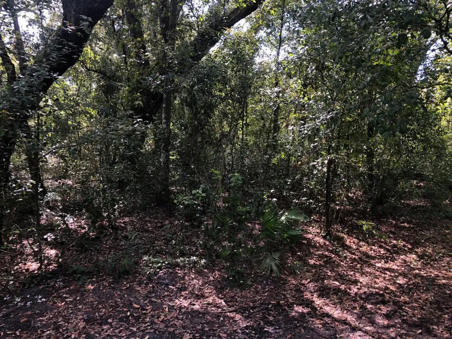 Commercial Land for sale at 0 Co Rd 54, FL 33849