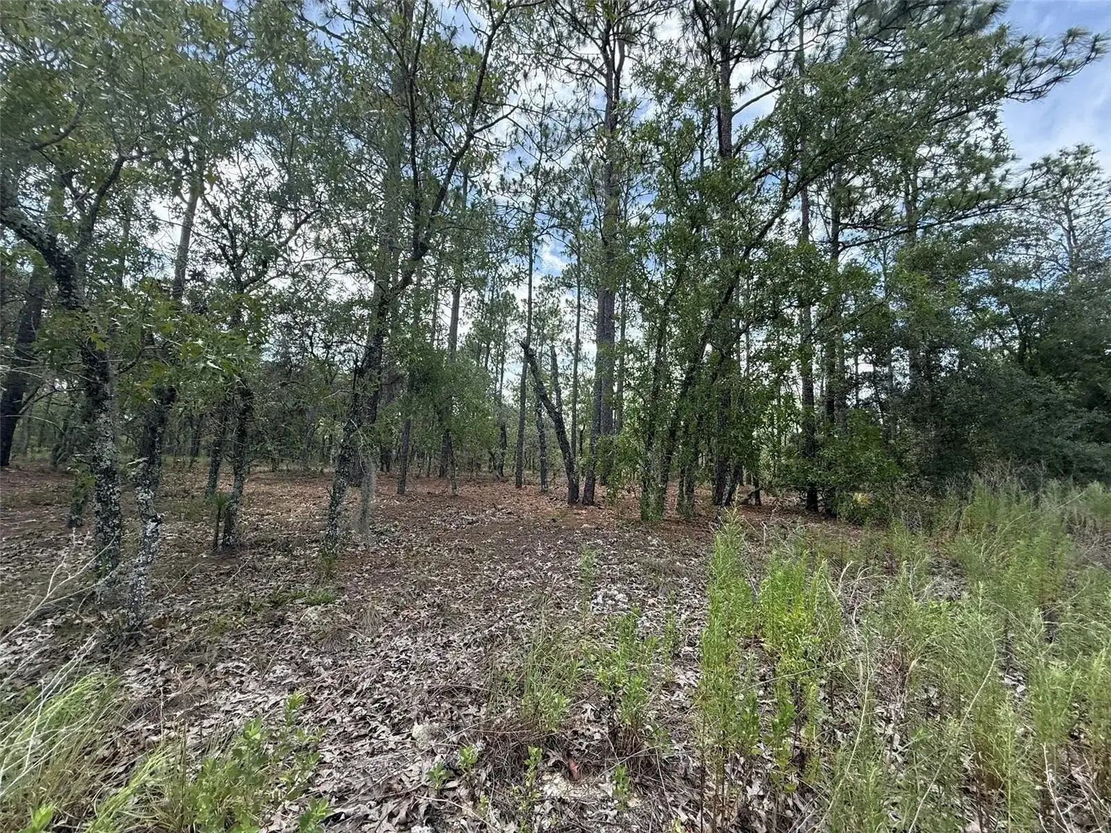 Commercial Land for sale at Tbd NW Tree Top Road, FL 34431