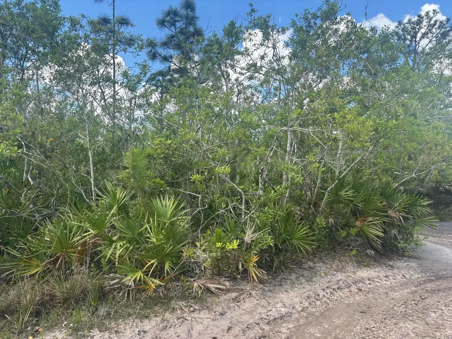 Commercial Land for sale at 0 Holopaw Groves Road, FL 34772