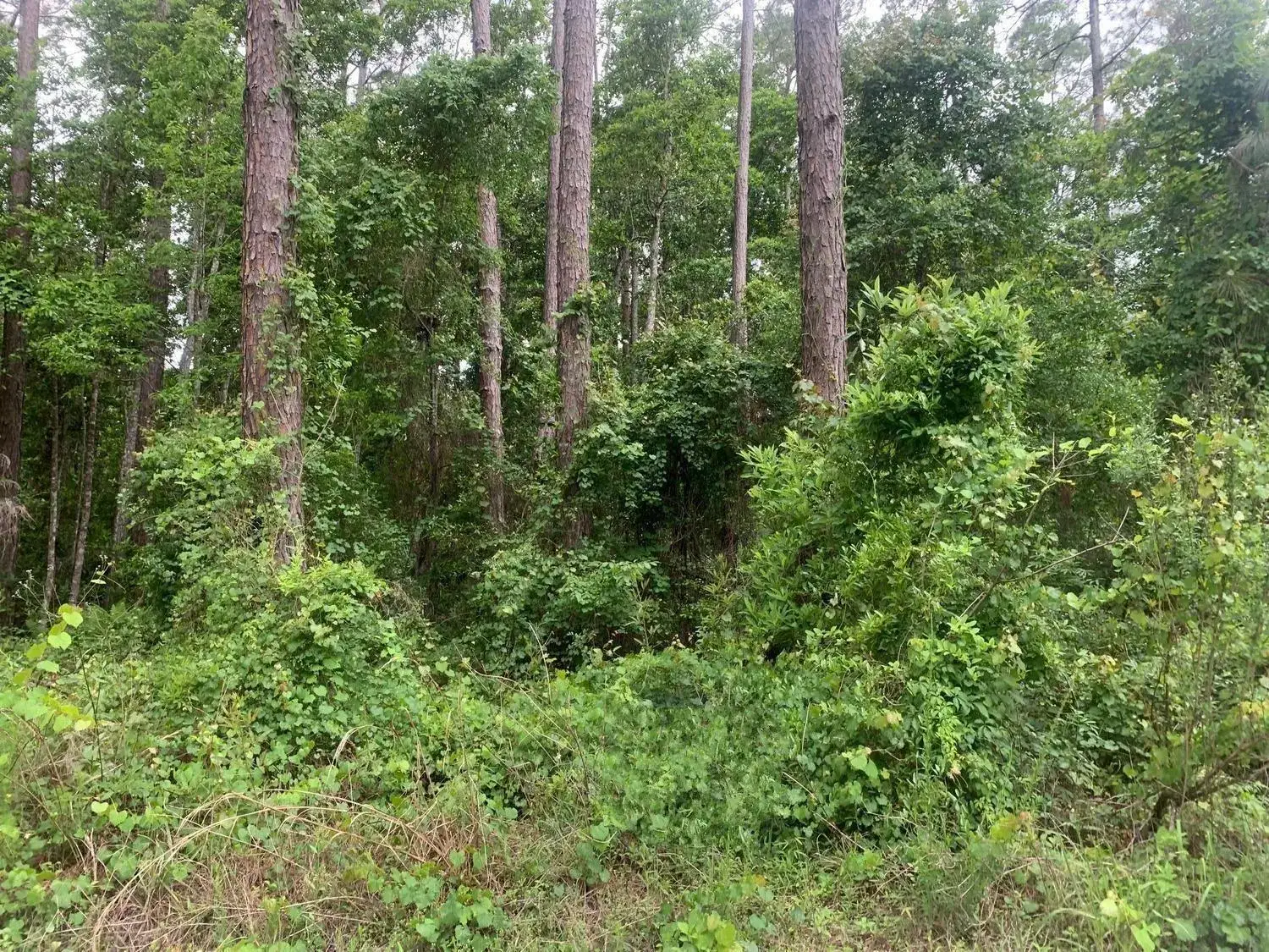 Land/Boat Docks for sale at 121 Coot Drive, FL 32148