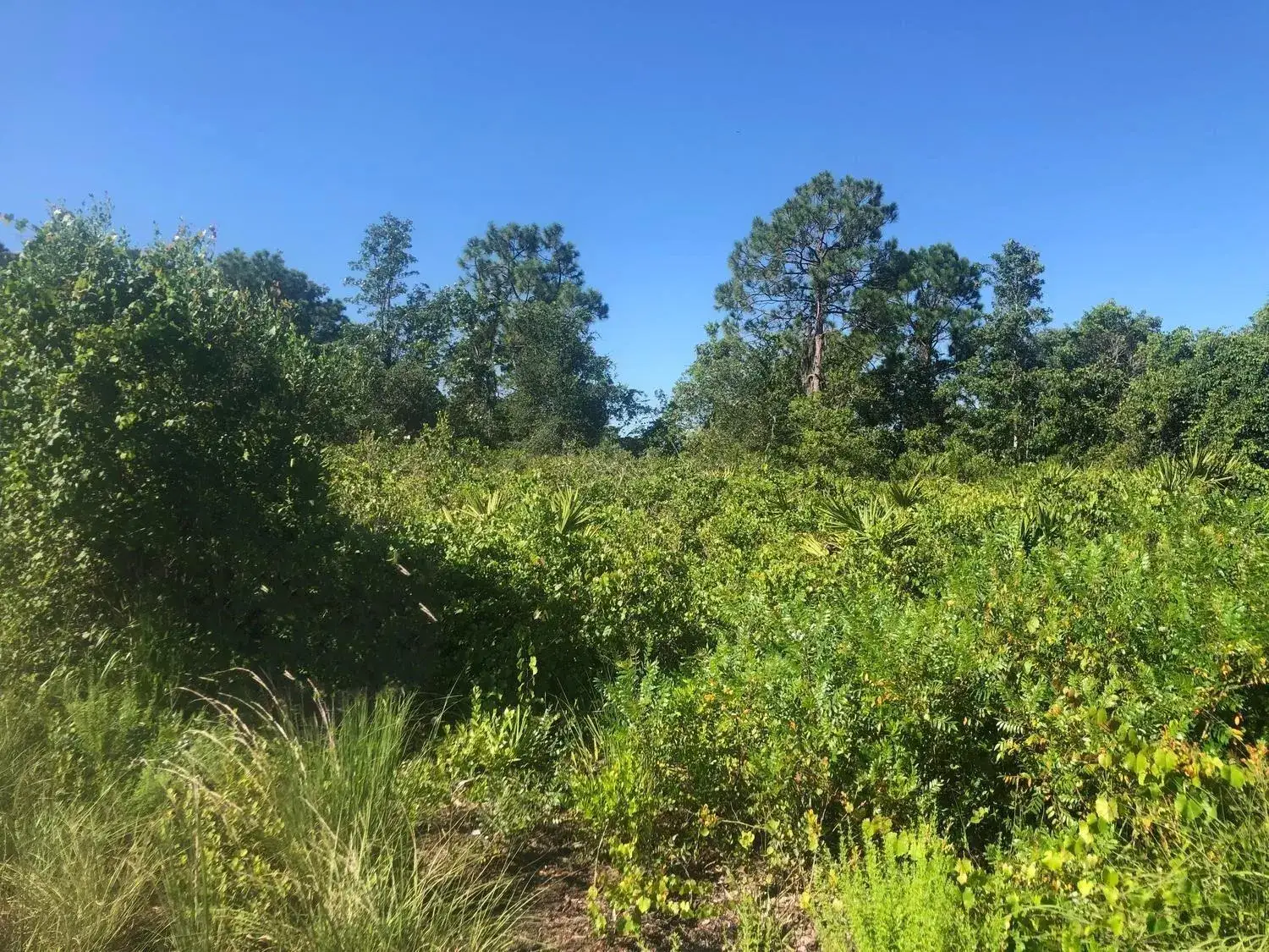 Land/Boat Docks for sale at 153 Disney Boulevard, FL 33825