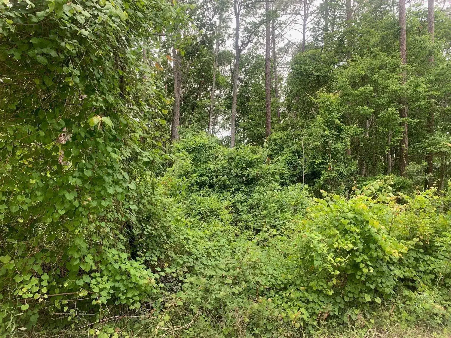 Land/Boat Docks for sale at 123 Coot Road, FL 32189