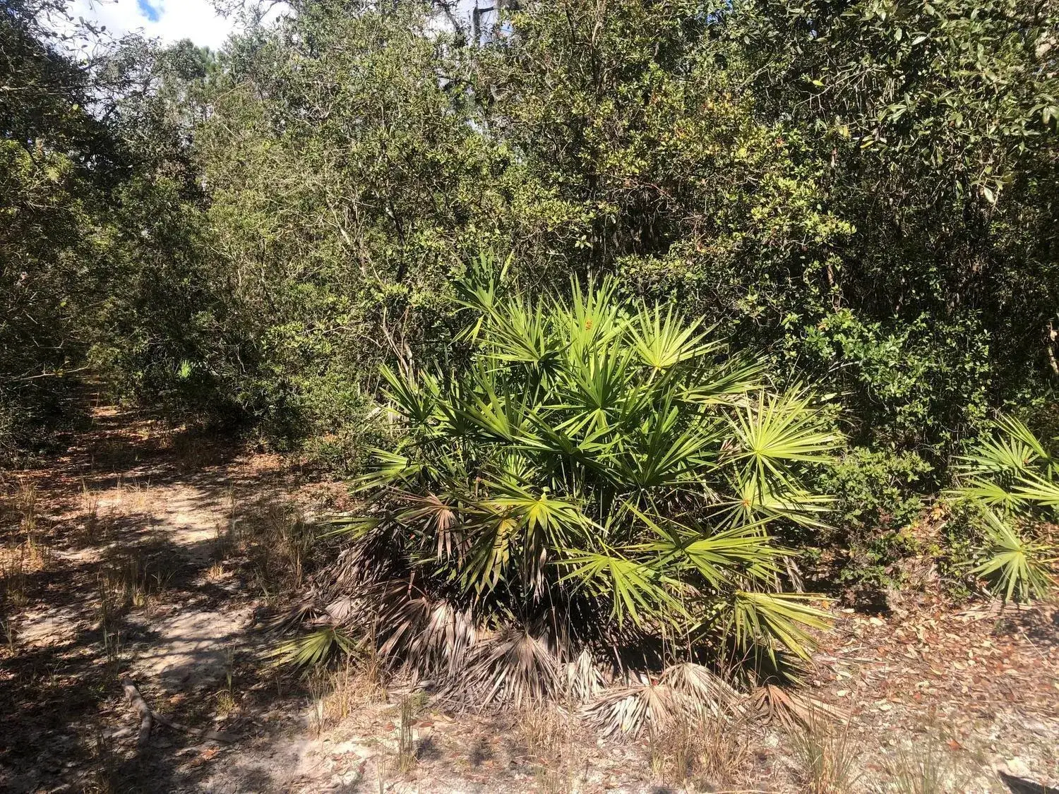 Land/Boat Docks for sale at 0 Oregon Street, FL 32148