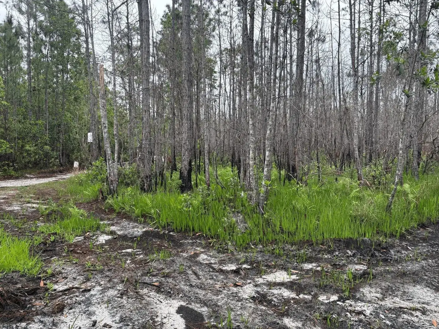Land/Boat Docks for sale at 0 Holopaw Groves Road, FL 34772