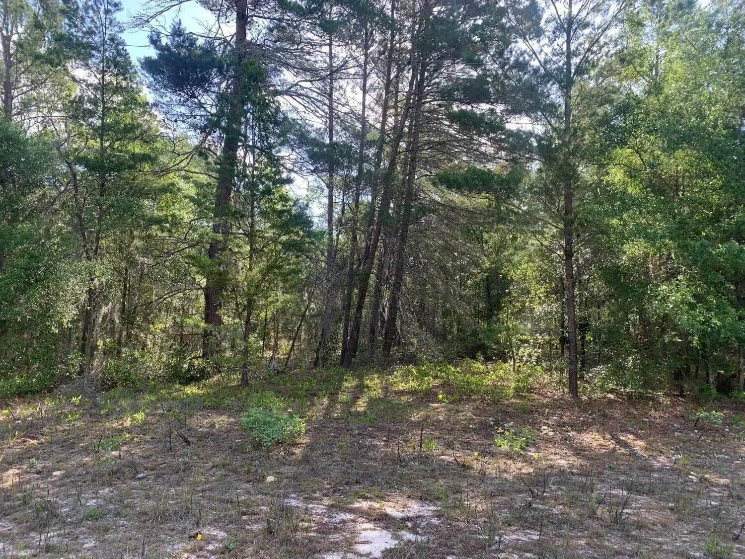 Land/Boat Docks for sale at 0 Evans Avenue, FL 32148