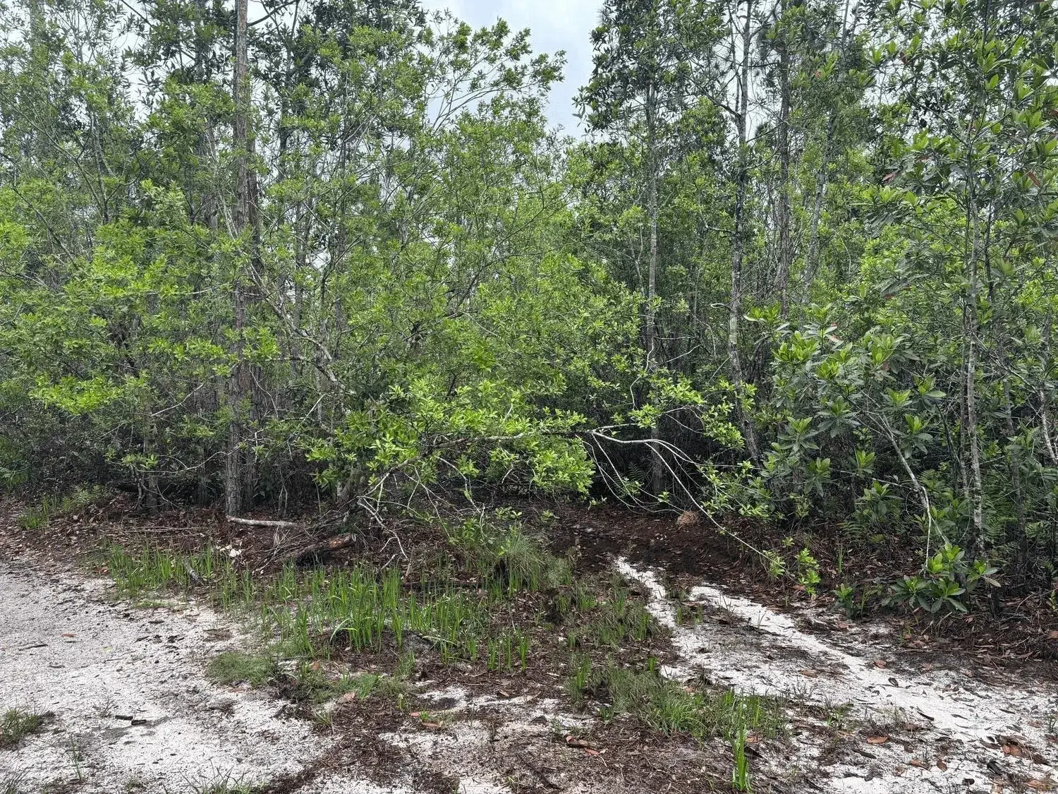 Land/Boat Docks for sale at 0 Holopaw Groves Road, FL 34772