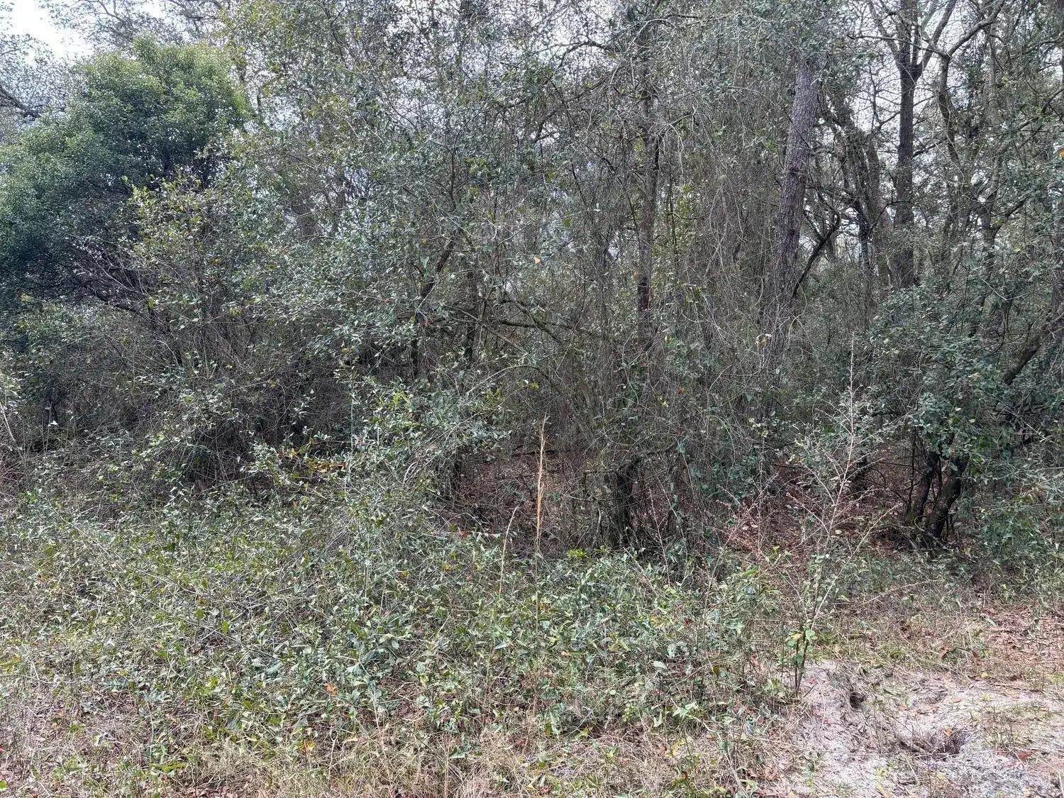 Land/Boat Docks for sale at 0 County Rd 54, FL 33849