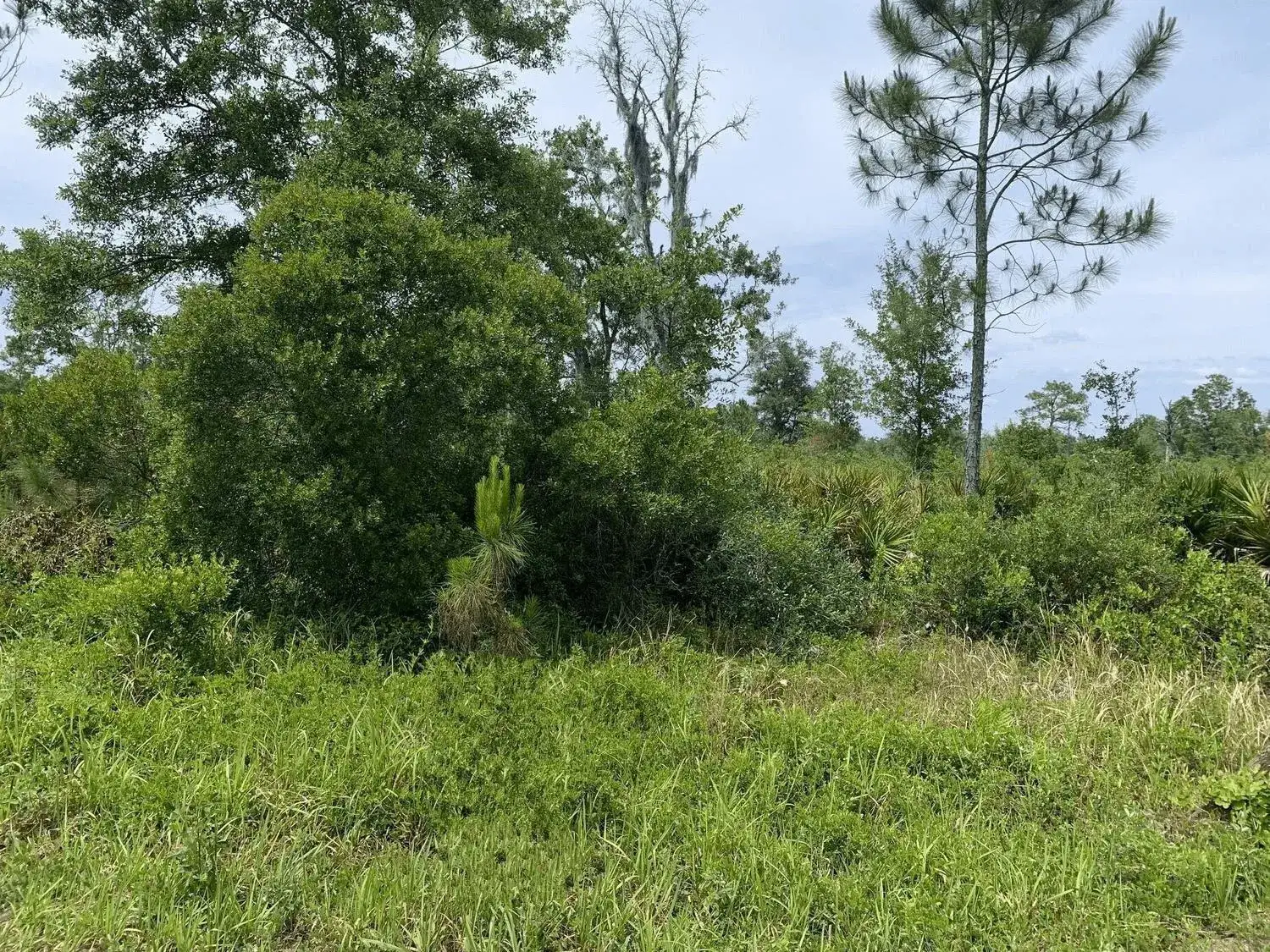 Land/Boat Docks for sale at 0 County Rd 54, FL 33849