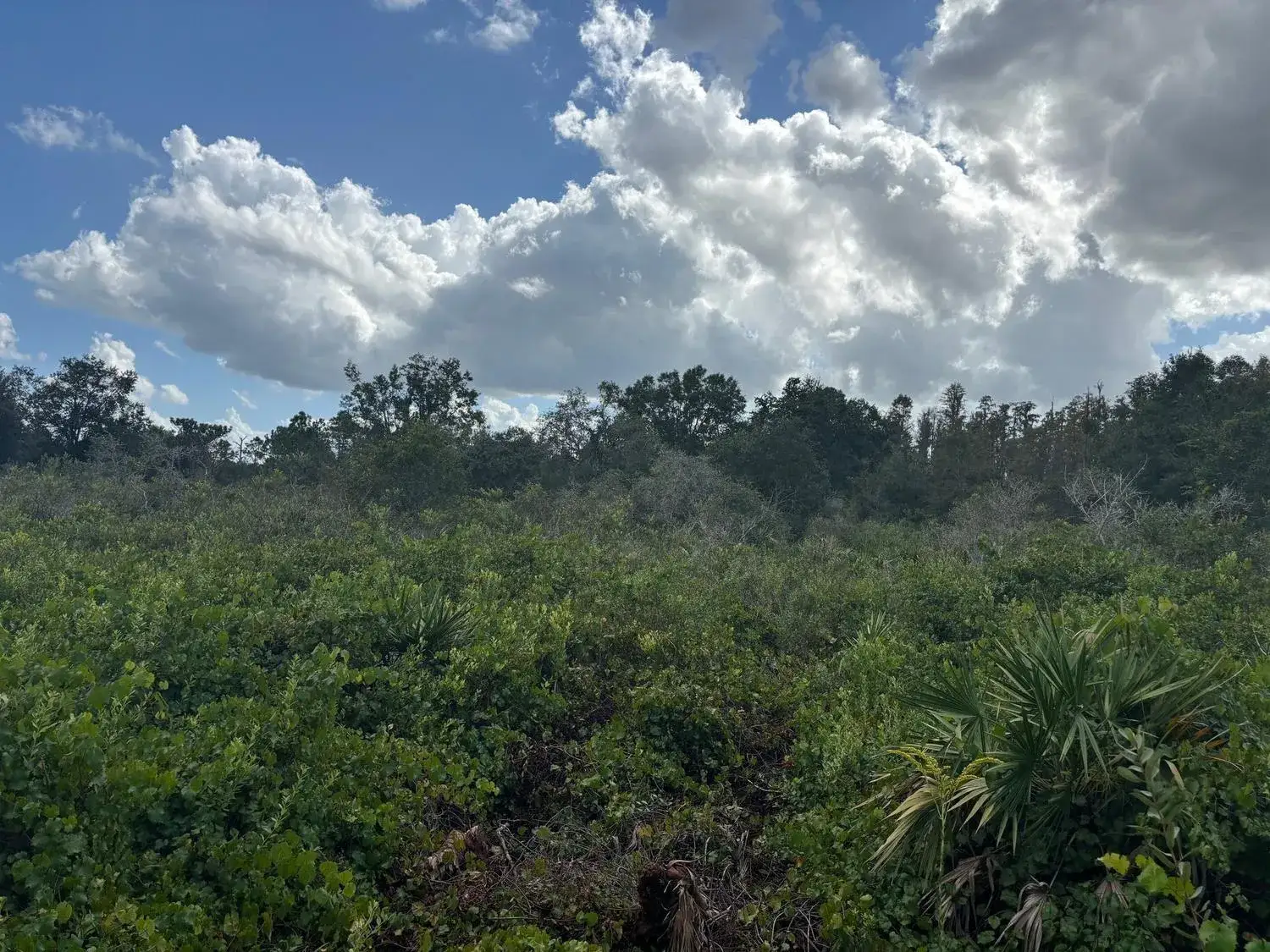Land/Boat Docks for sale at 0 County Rd 54, FL 33849