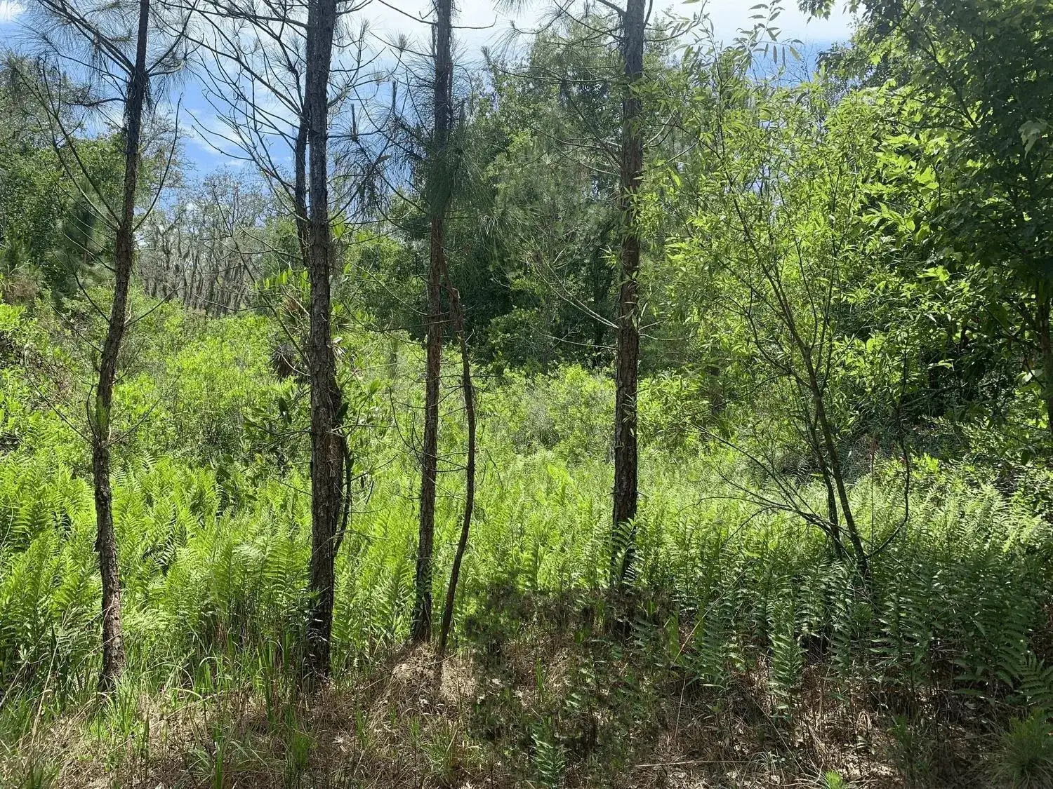 Land/Boat Docks for sale at 0 County Rd 54, FL 33849