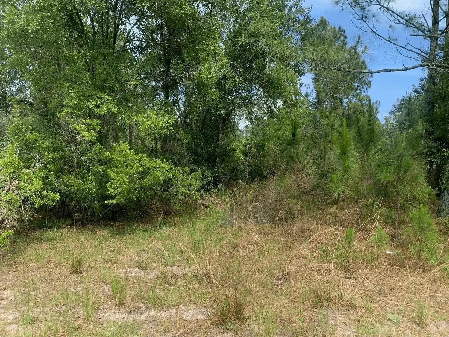 Land/Boat Docks for sale at 0 County Rd 54, FL 33849