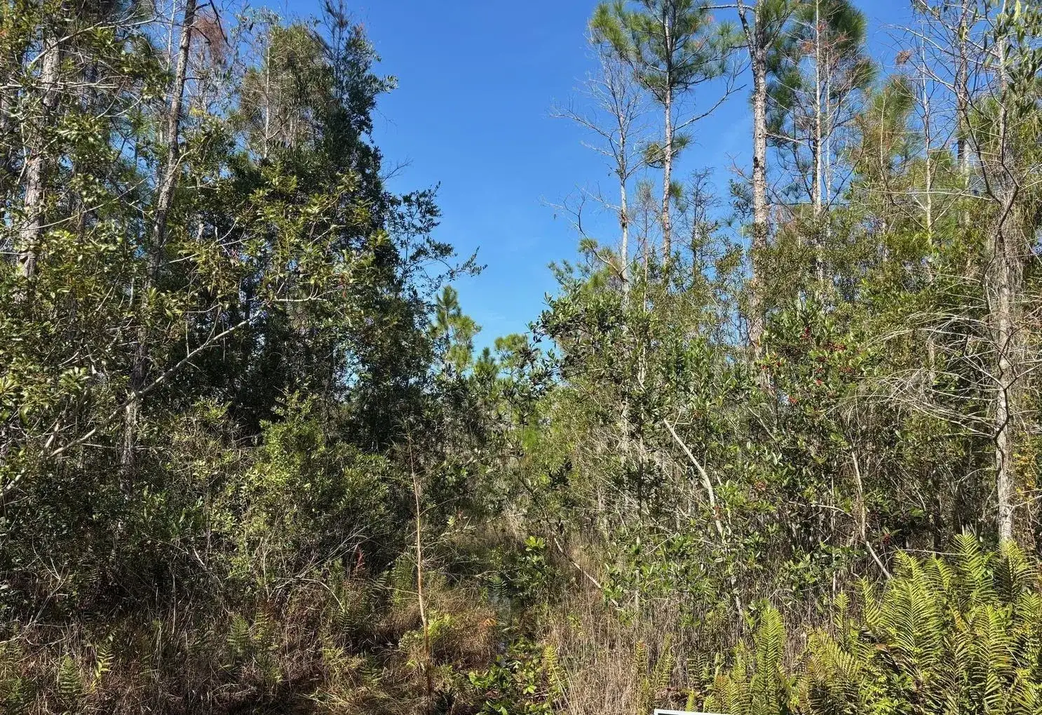 Land/Boat Docks for sale at 0 Holopaw Groves Road, FL 34772