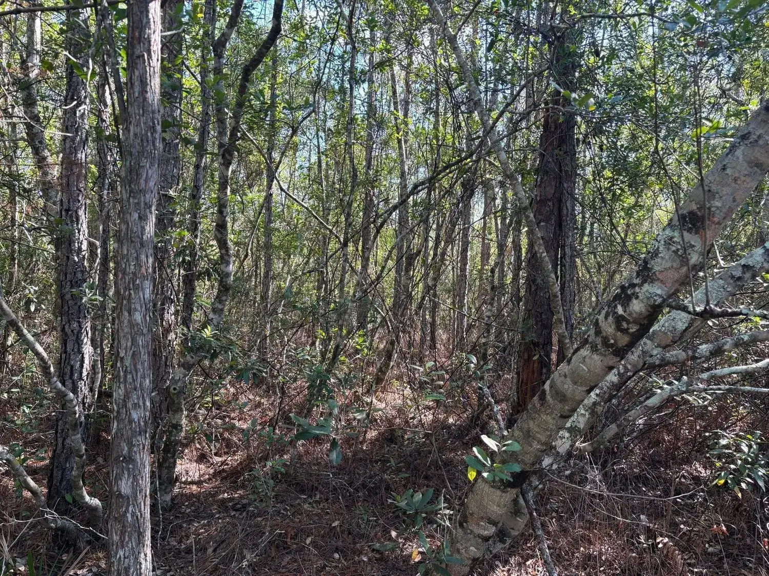 Land/Boat Docks for sale at 0 Holopaw Groves Road, FL 34772