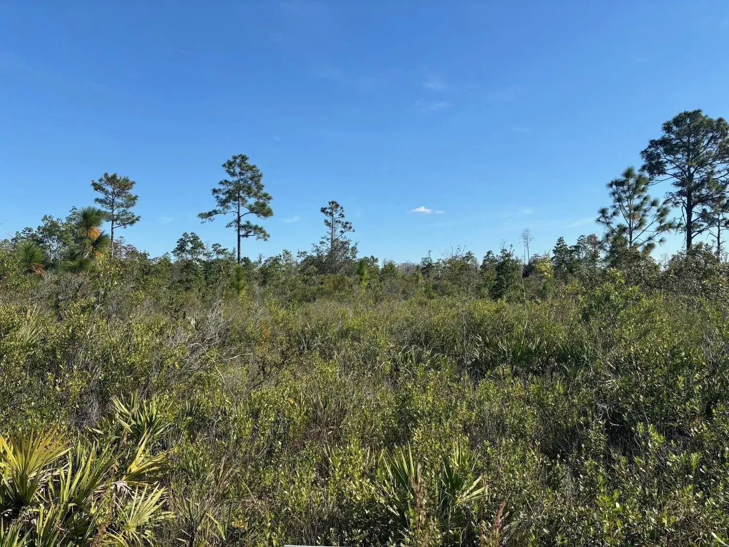 Land/Boat Docks for sale at 0 Holopaw Groves Road, FL 34772