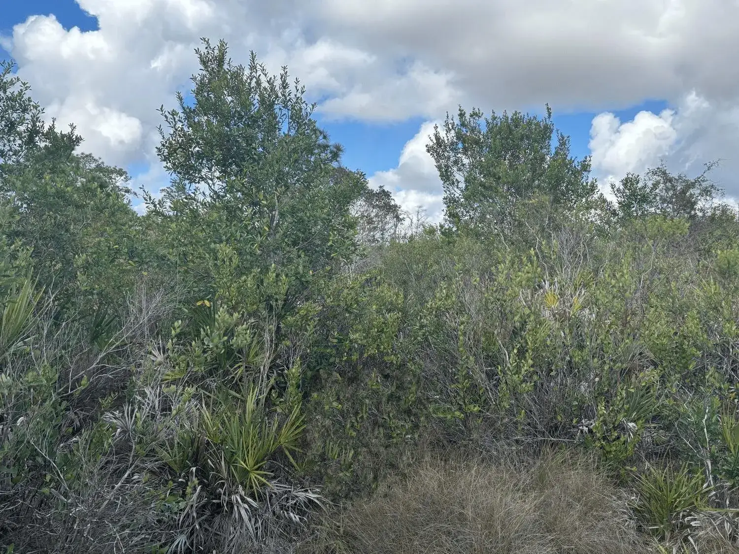 Land/Boat Docks for sale at 0 Holopaw Groves Road, FL 34772