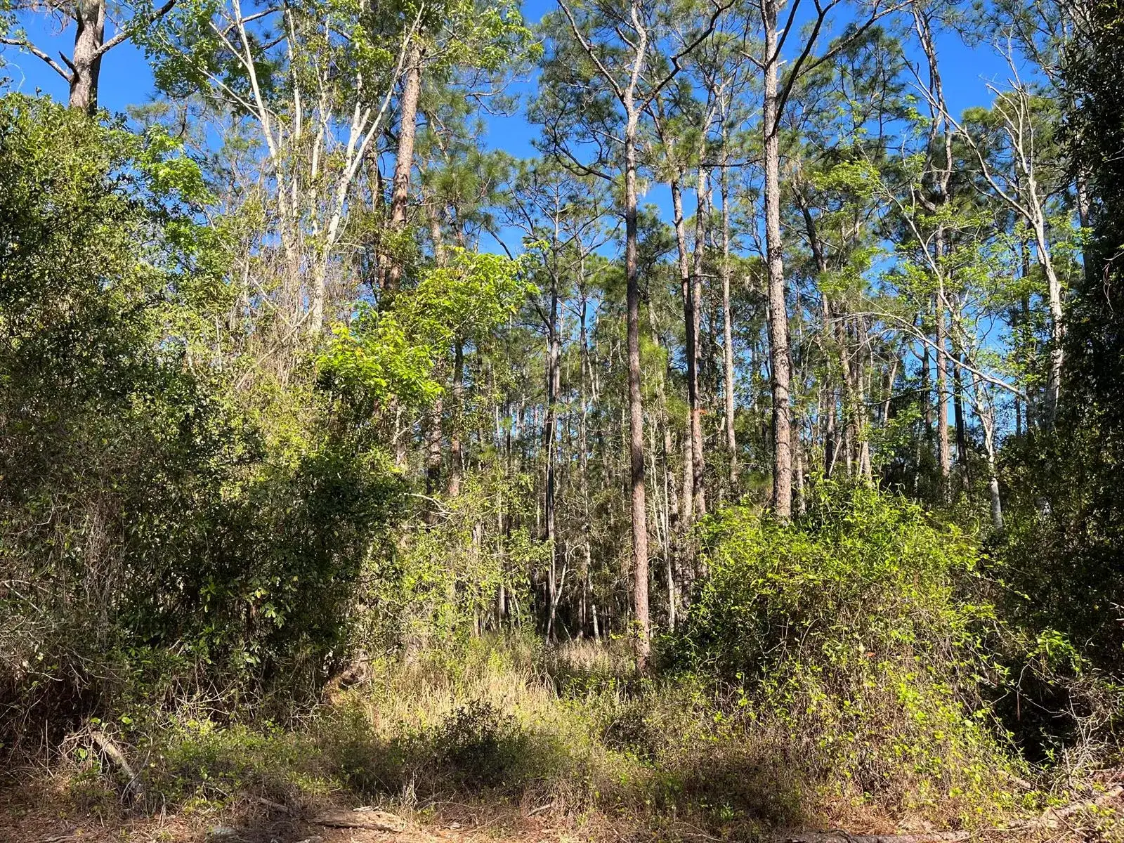 Land/Boat Docks for sale at 208 SE 3rd Street, FL 32139