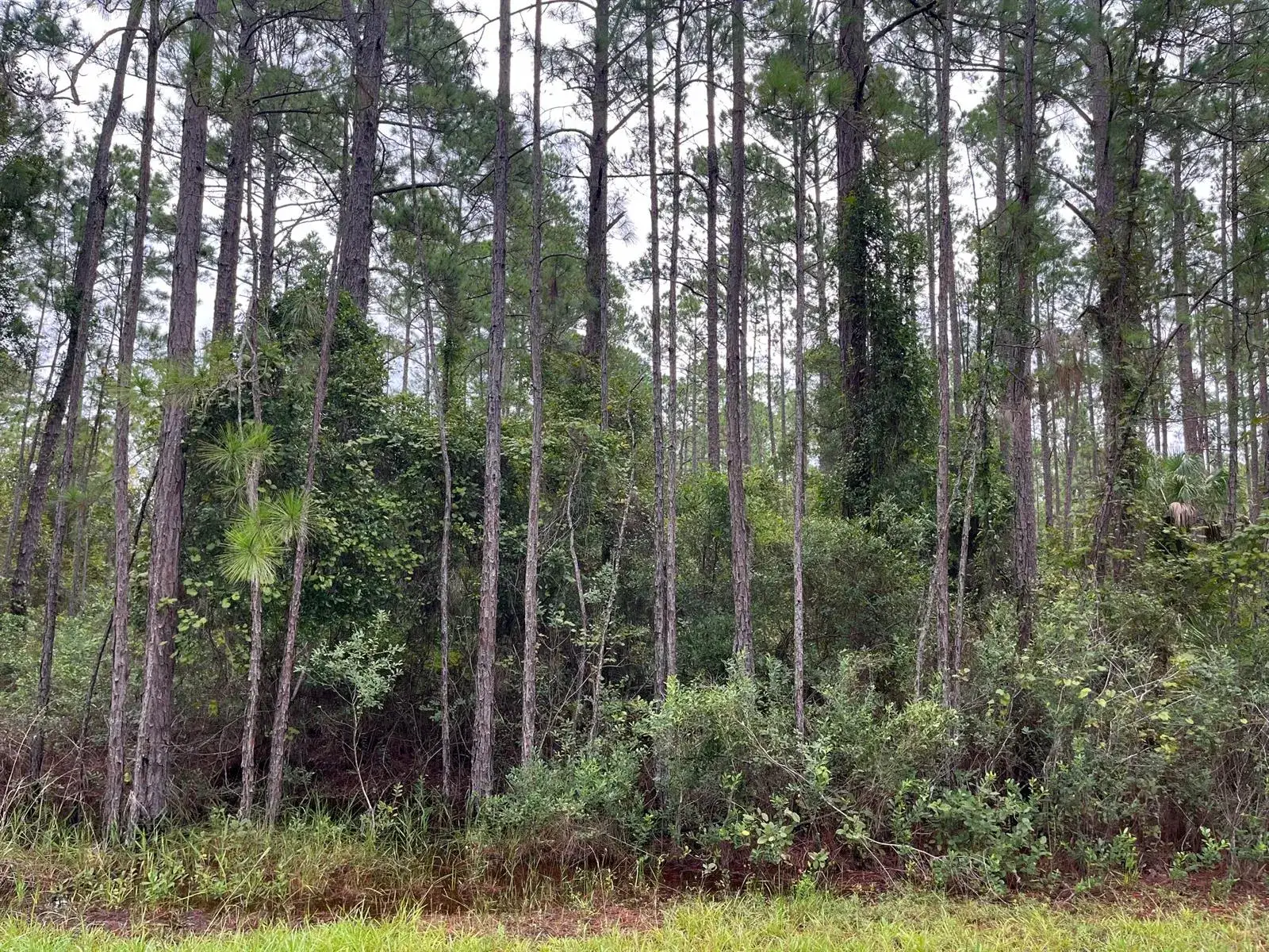 Land/Boat Docks for sale at 117 Mosswood Street, FL 32139