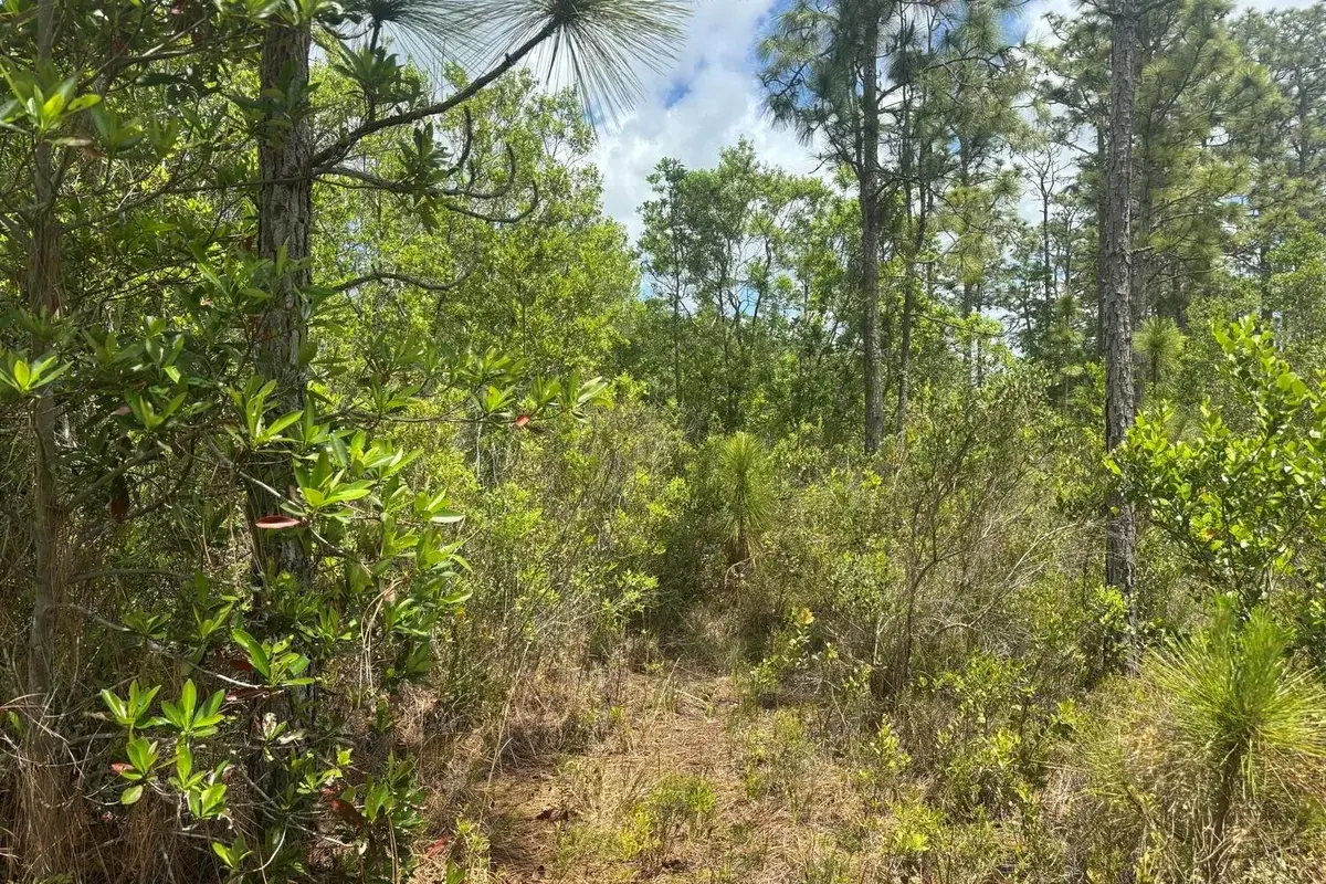 0 Holopaw Groves Road, FL 34772