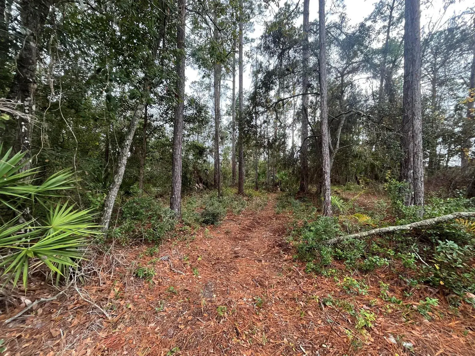 Tbd susan Street, FL 32148