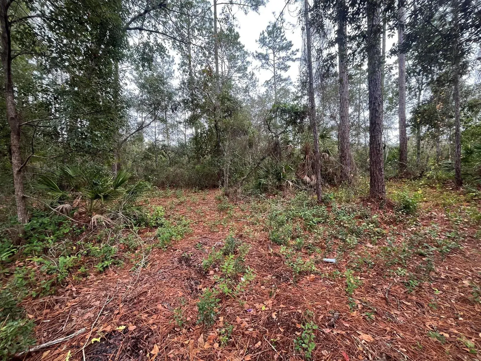 Tbd susan Street, FL 32148