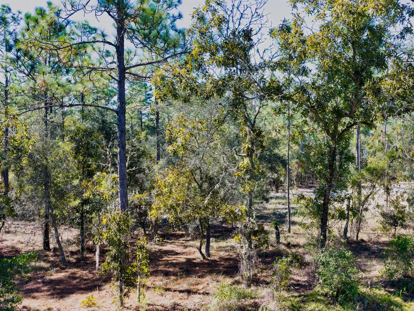 Commercial Land for sale at 0 SW Edgewater Blvd, FL 34431
