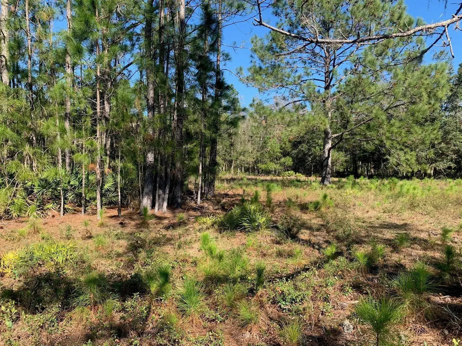 for sale at 0 Poyner Road, FL 33868