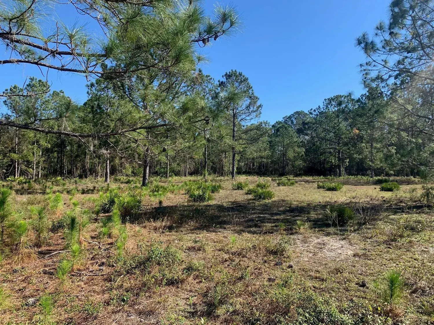 0 Poyner Road, FL 33868
