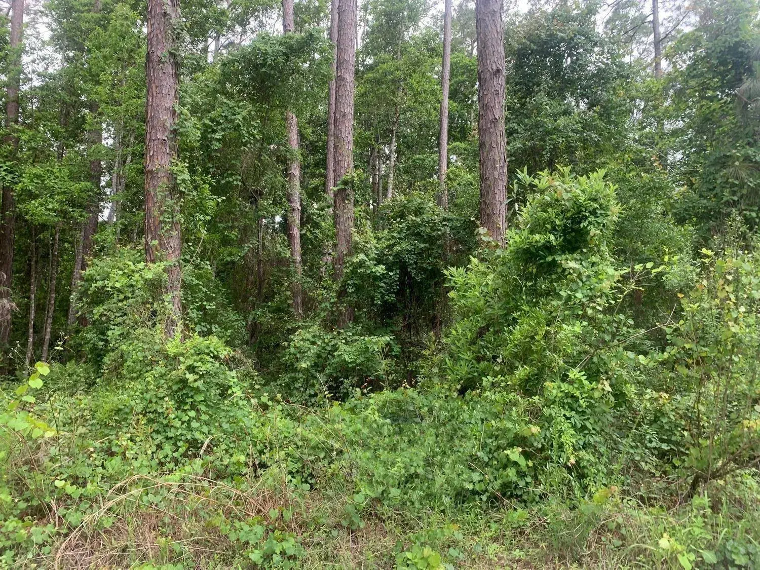 Land/Boat Docks for sale at 121 Coot Drive, FL 32148