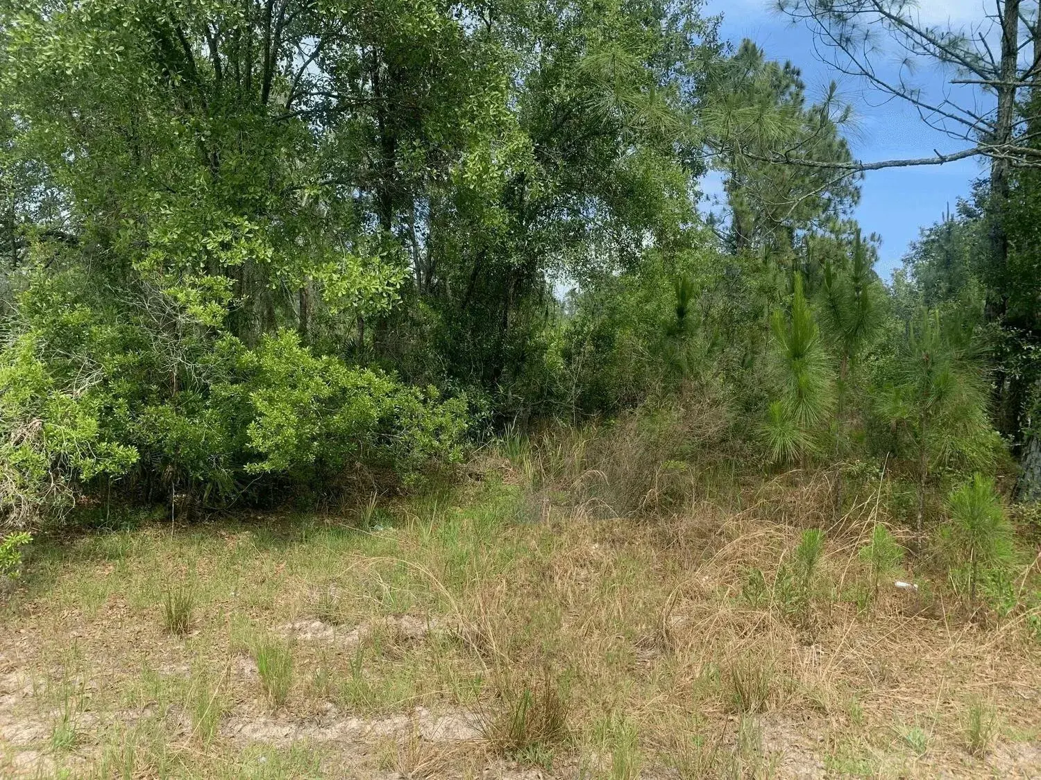 Land/Boat Docks for sale at 0 County Rd 54, FL 33849