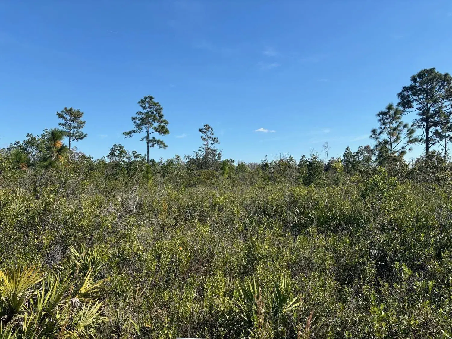 Land/Boat Docks for sale at 0 Holopaw Groves Road, FL 34772