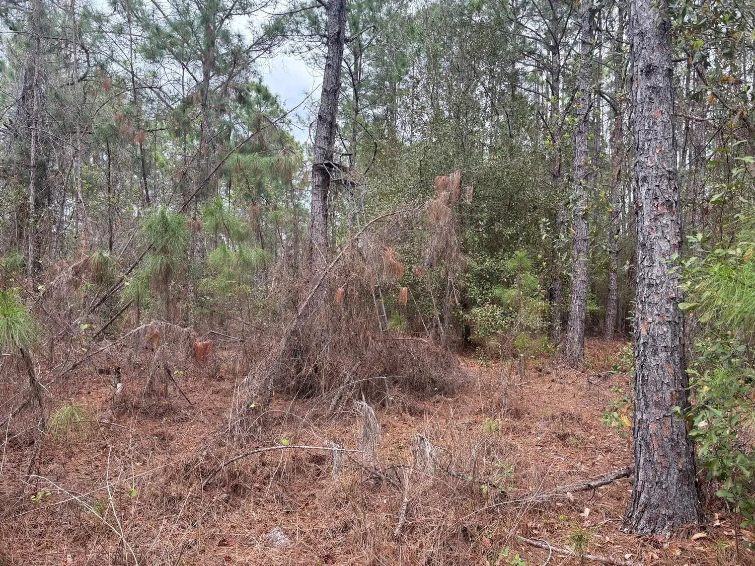 0 Old Grade Road, FL 33868