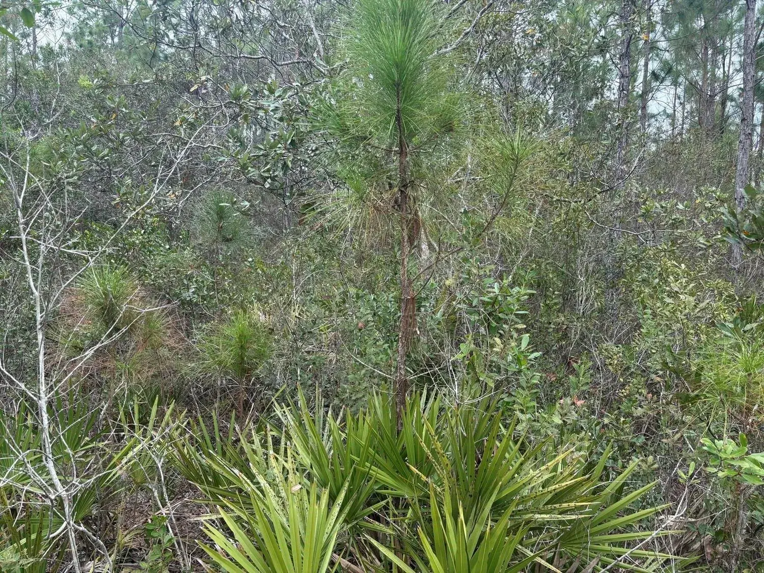 0 Old Grade Road, FL 33868