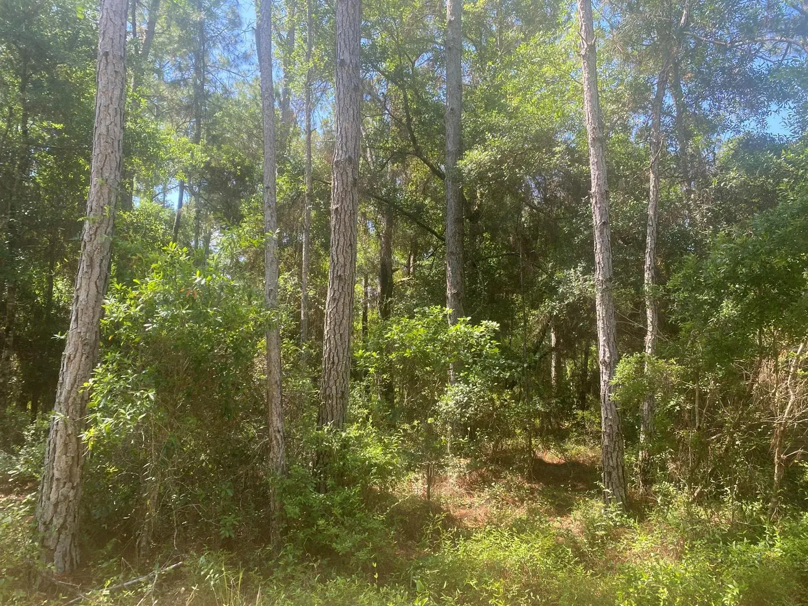 for sale at Tbd NE 155 Lane, FL 32134