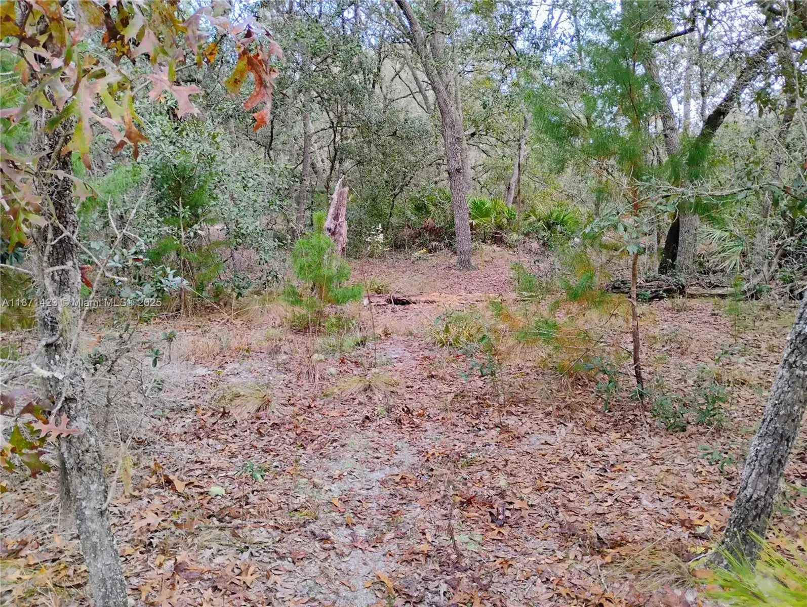 244 Thompson, Palatka FL 32148 photo 4