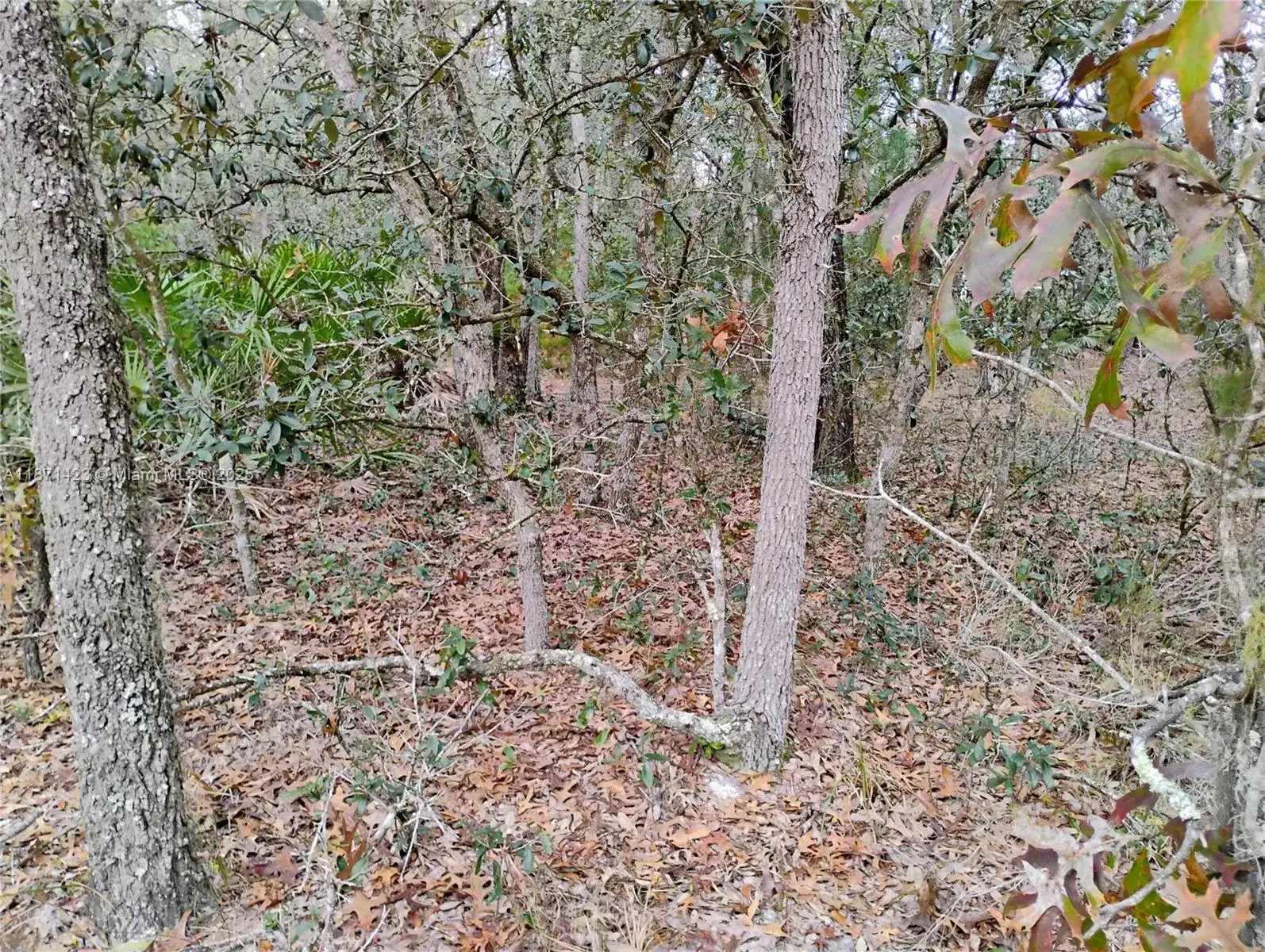 244 Thompson, Palatka FL 32148 photo 5