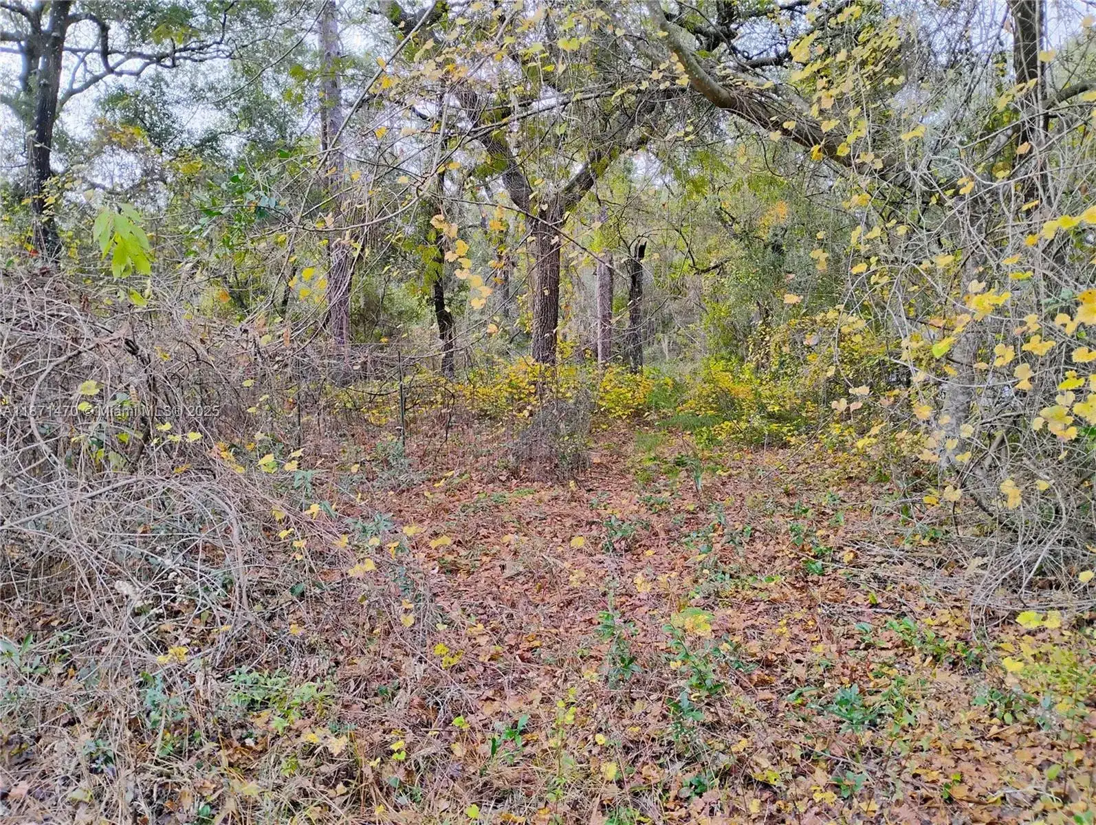 103 Antler, Palatka FL 32148 photo 3
