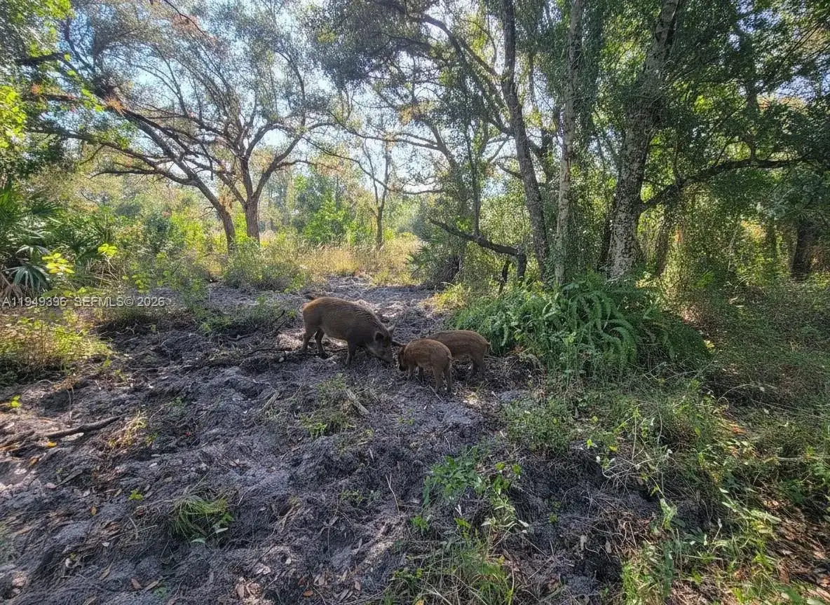 1 Catamount Rd, Other City - In The State Of Florida FL 33935 photo 3