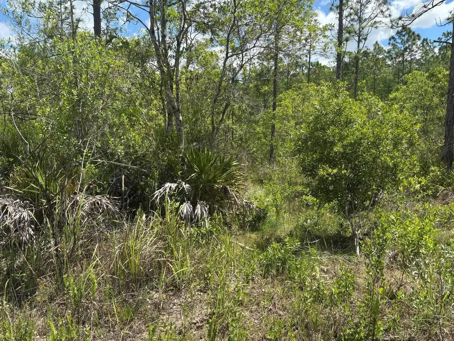 0 Holopaw Groves Road, FL 34772 photo 2
