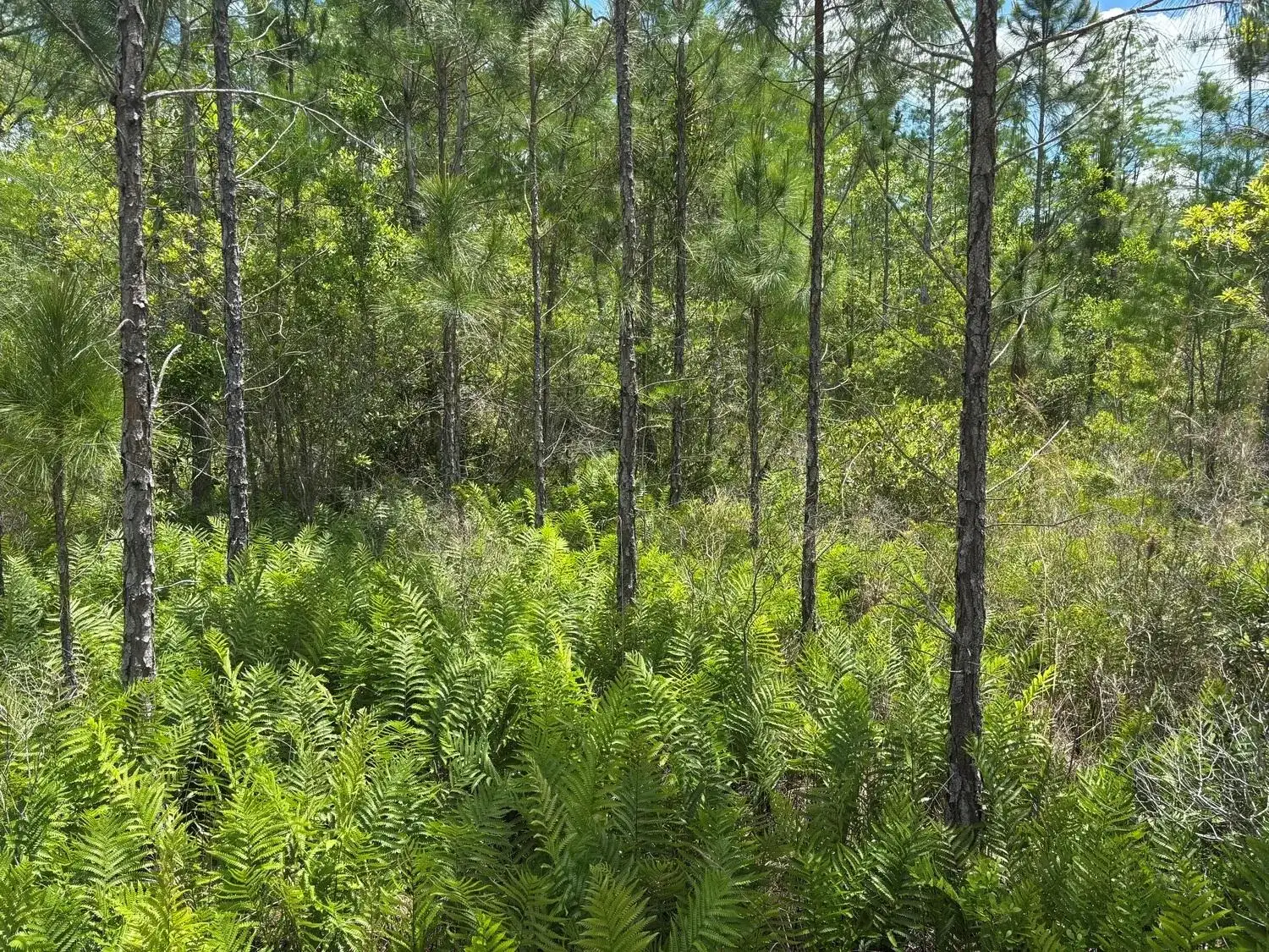 0 Holopaw Groves Road, FL 34772 photo 2