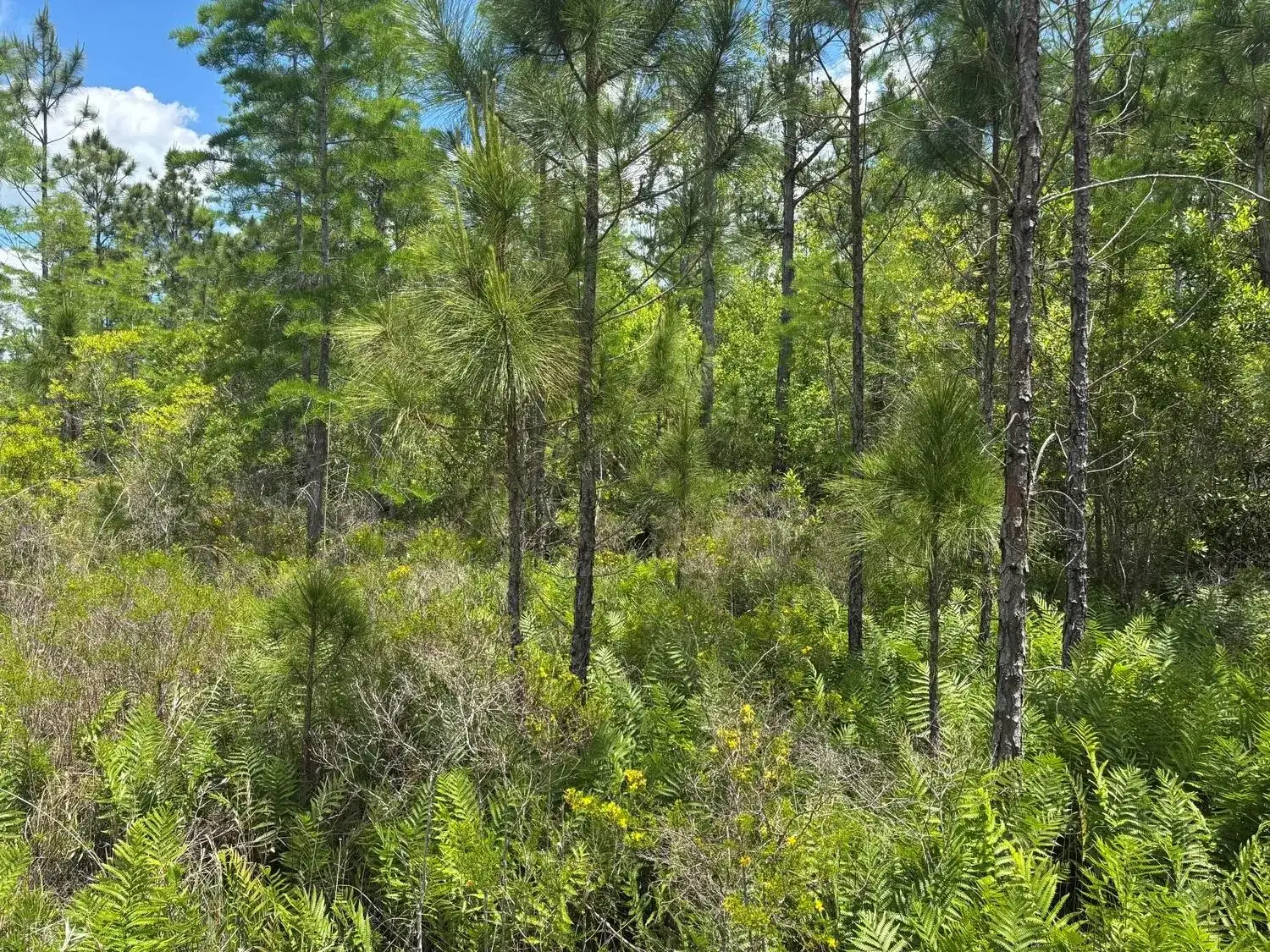 0 Holopaw Groves Road, FL 34772 photo 3