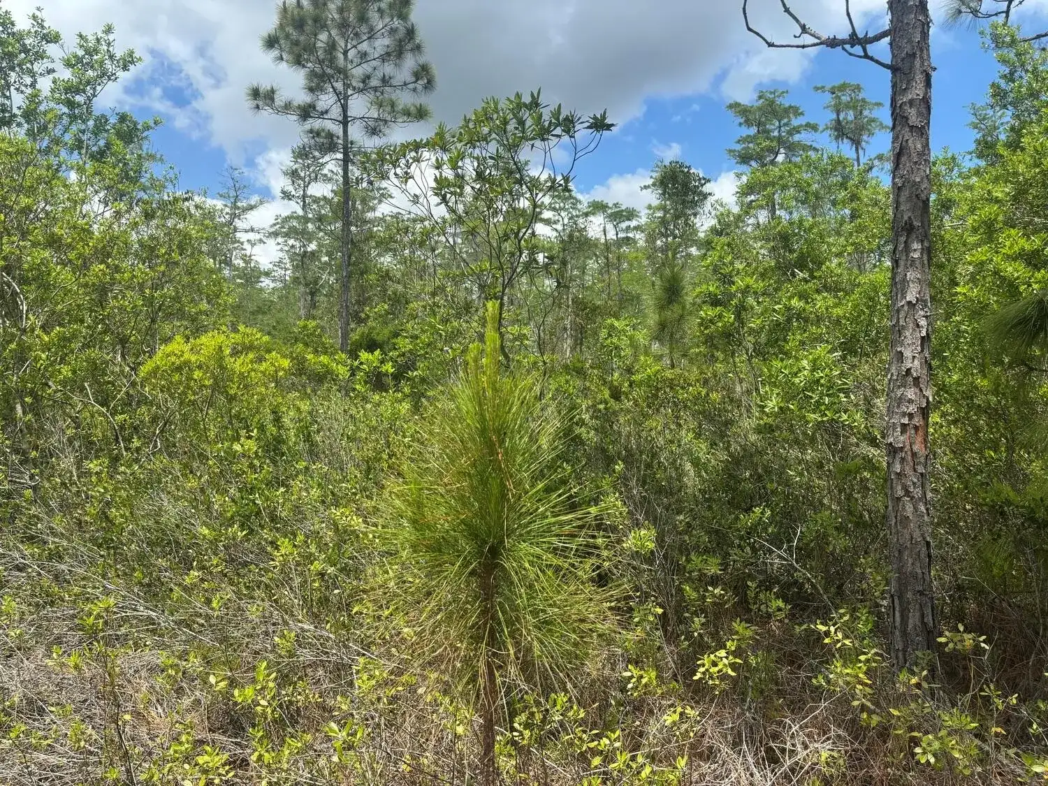 0 Holopaw Groves Road, FL 34772 photo 2