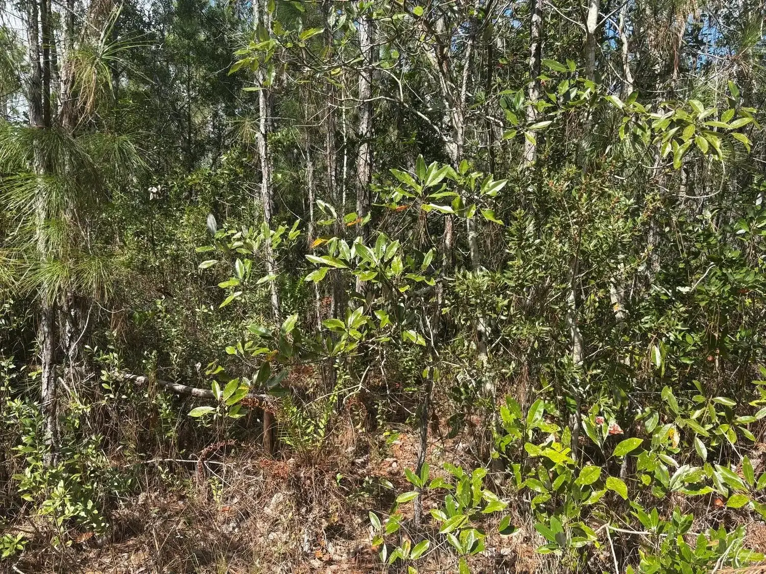 0 Holopaw Groves Road, FL 34772 photo 2